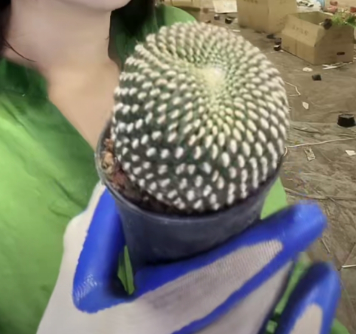 二妹园艺【  拉力马根  落地自根 】【冠幅5~7公分】 脱土随机发货