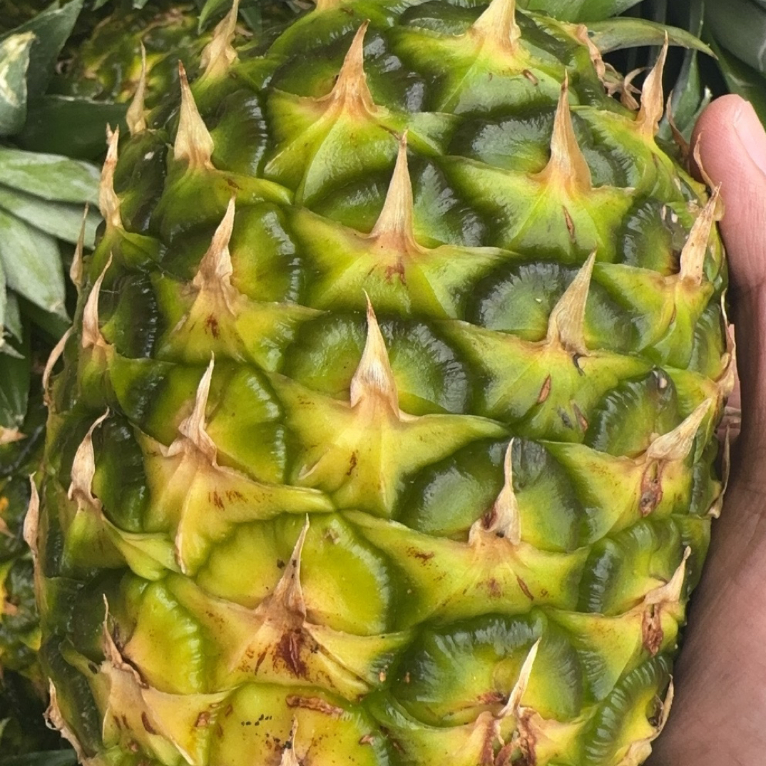 果切菲律宾凤梨一整颗（甜口）水果