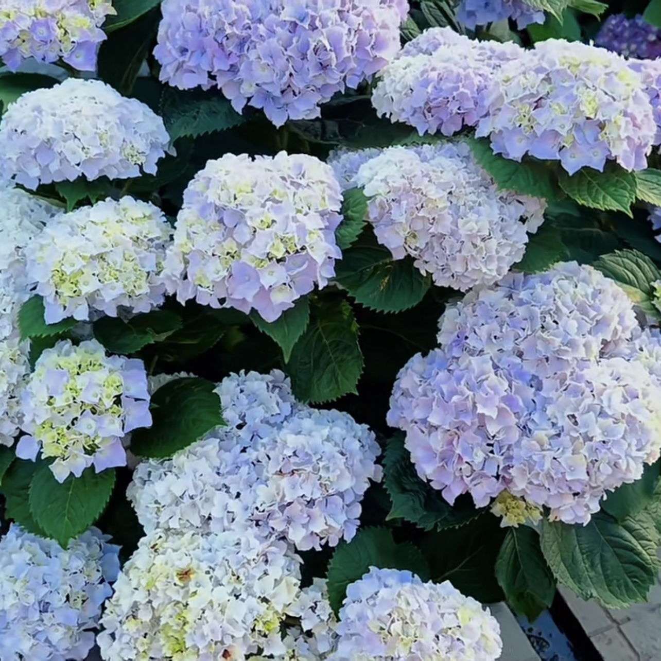 翘瓣蓝绣球花盆栽花卉庭院阳台新手易养护喜水植物