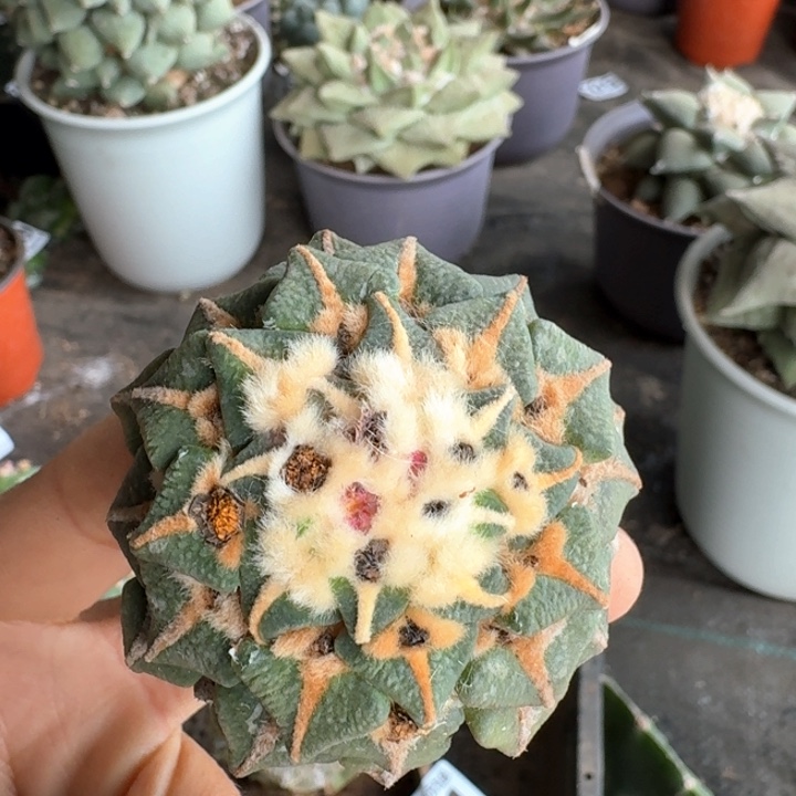 风**和811大尤黑牡丹仙人球