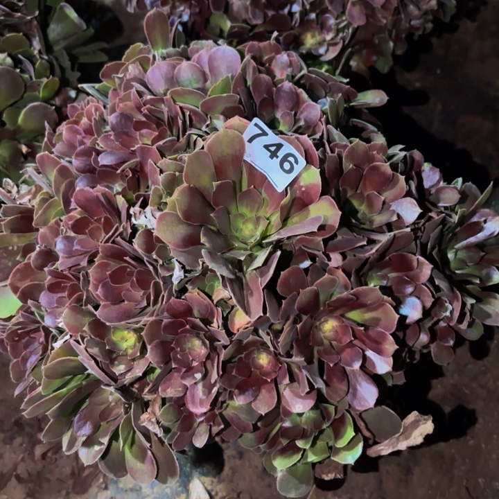 746邵修七彩多肉植物不售后