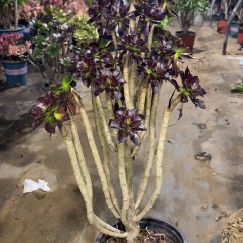 黑豆多肉植物有断枝027