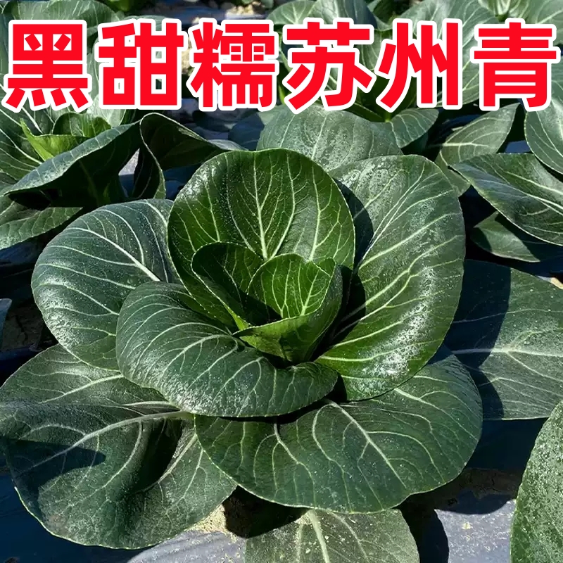 苏州青种子黑甜糯黑大头黑叶矮脚青菜种籽四季青梗小白菜蔬菜孑