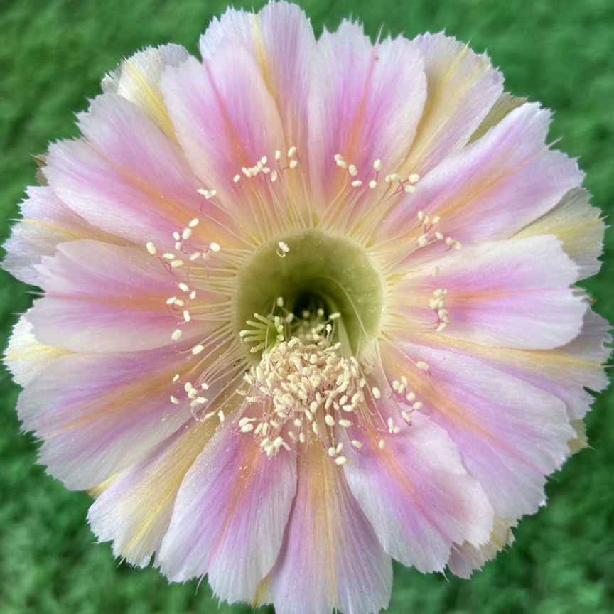 彩，出水芙蓉，环境不同花色花型颜色深浅不同属于正常，介意勿拍，