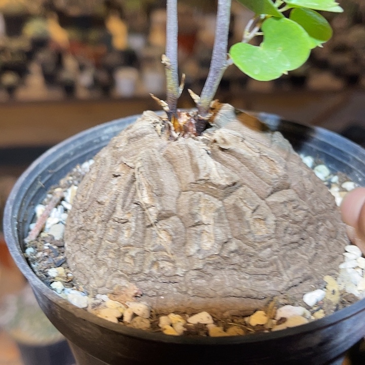 满38包邮2天凑单，脱土晾根发货多肉植物