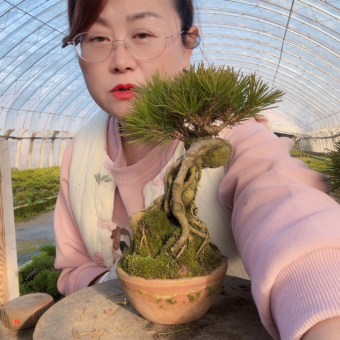 养***板完全开放三河黑松盆景