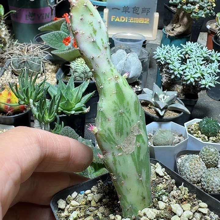 185摇钱树锦脱土发货