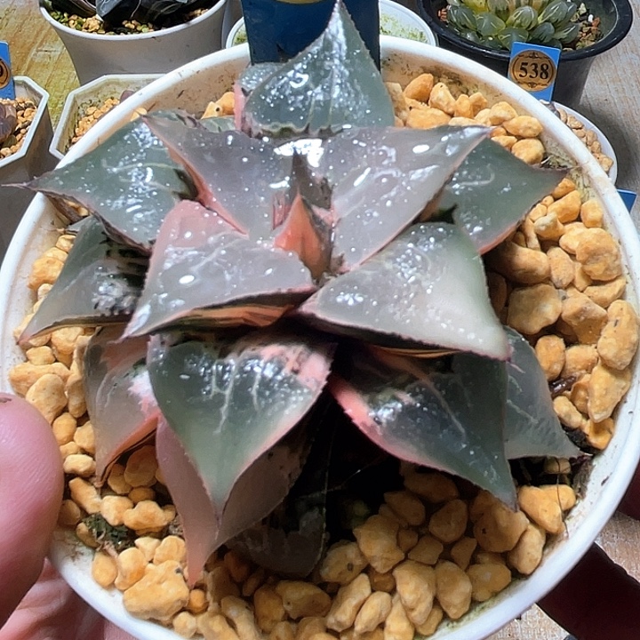 534酒吞锦母本特选福利