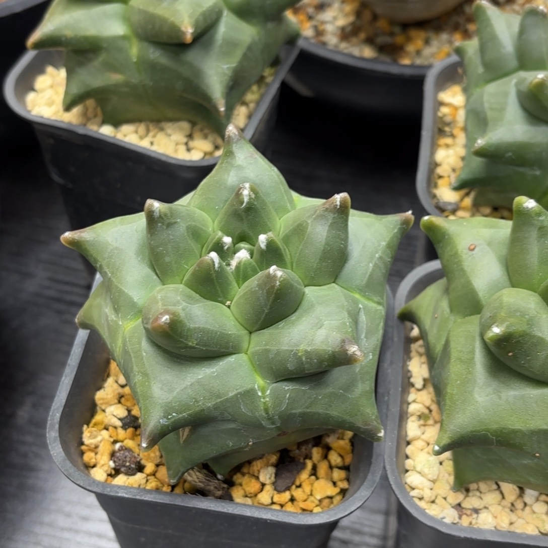 鸾凤玉带盆包邮的