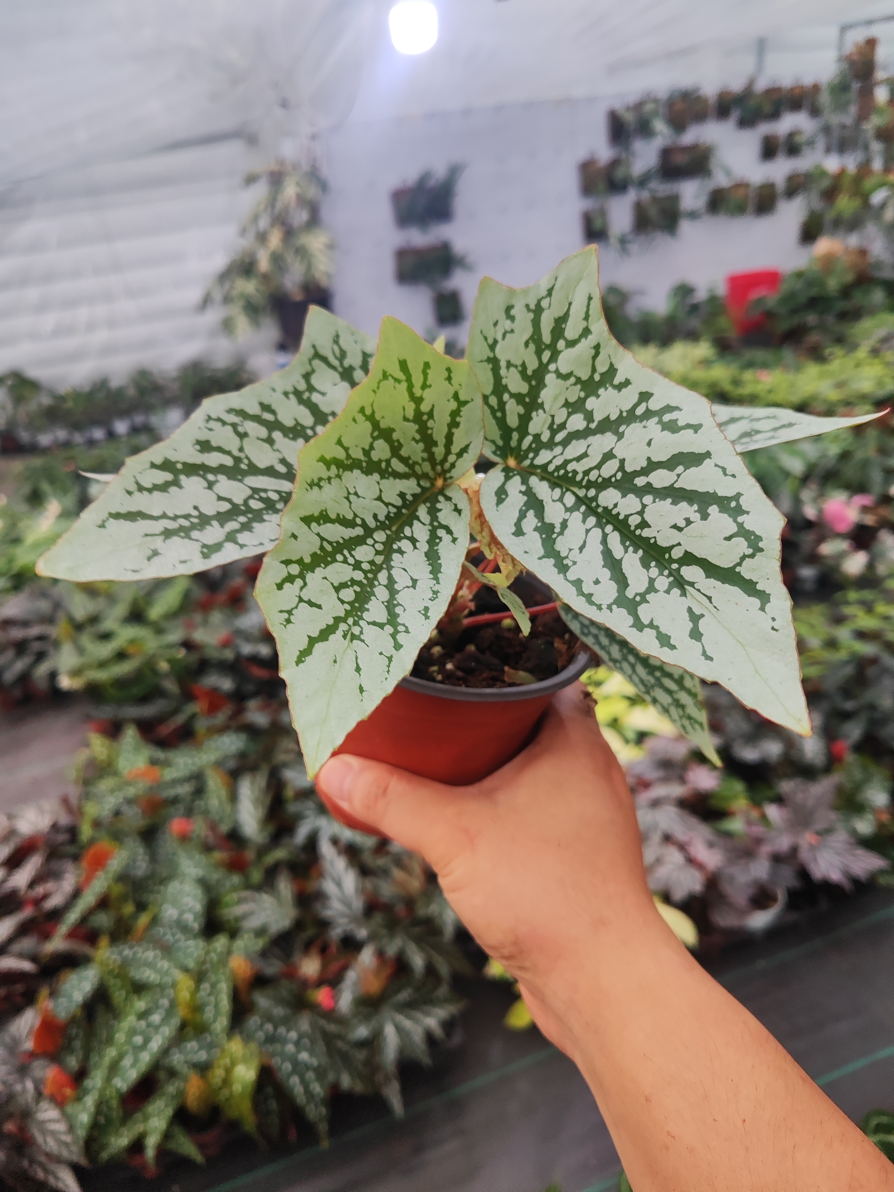 猫耳朵秋海棠室内观叶植物秋海棠盆栽好养