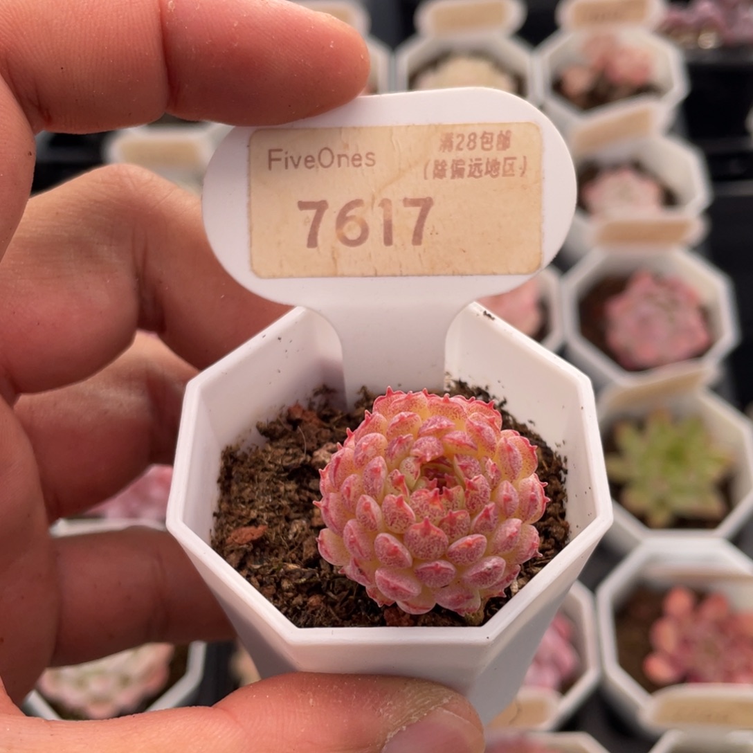 小红衣7617-2.5厘米