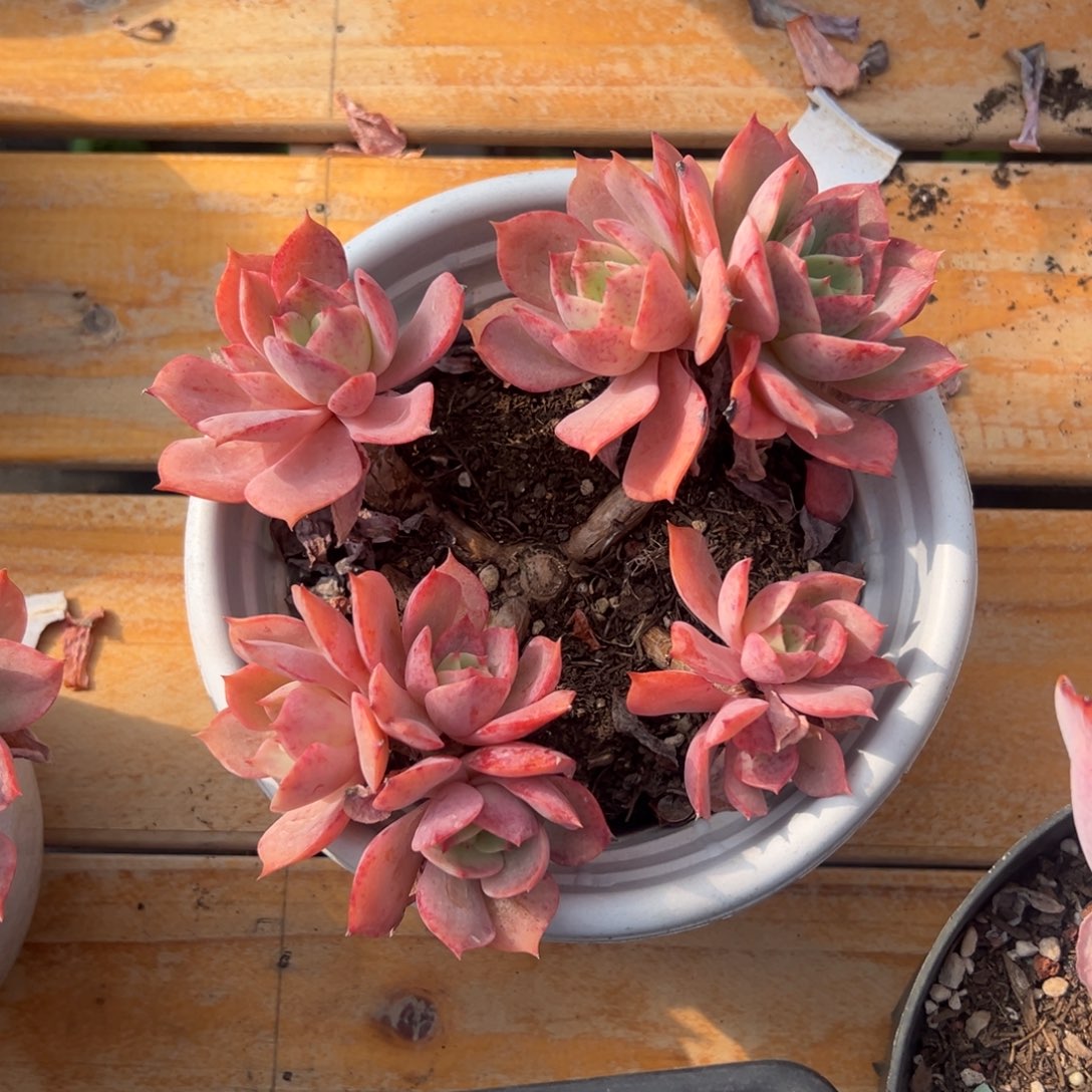 多肉白雪公主【满18包邮】