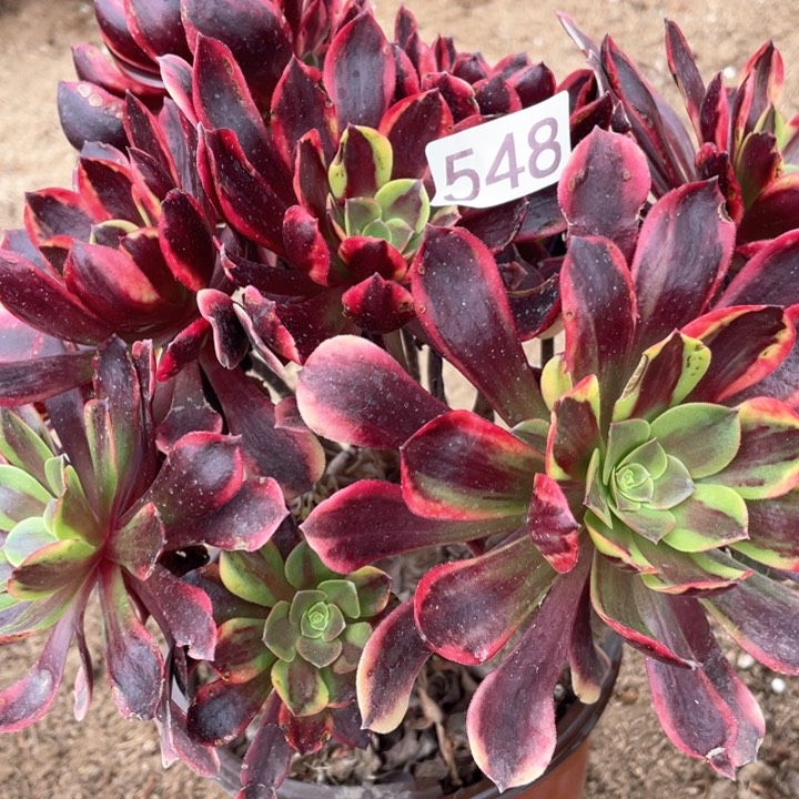 548多肉植物欧嘉莉有断枝