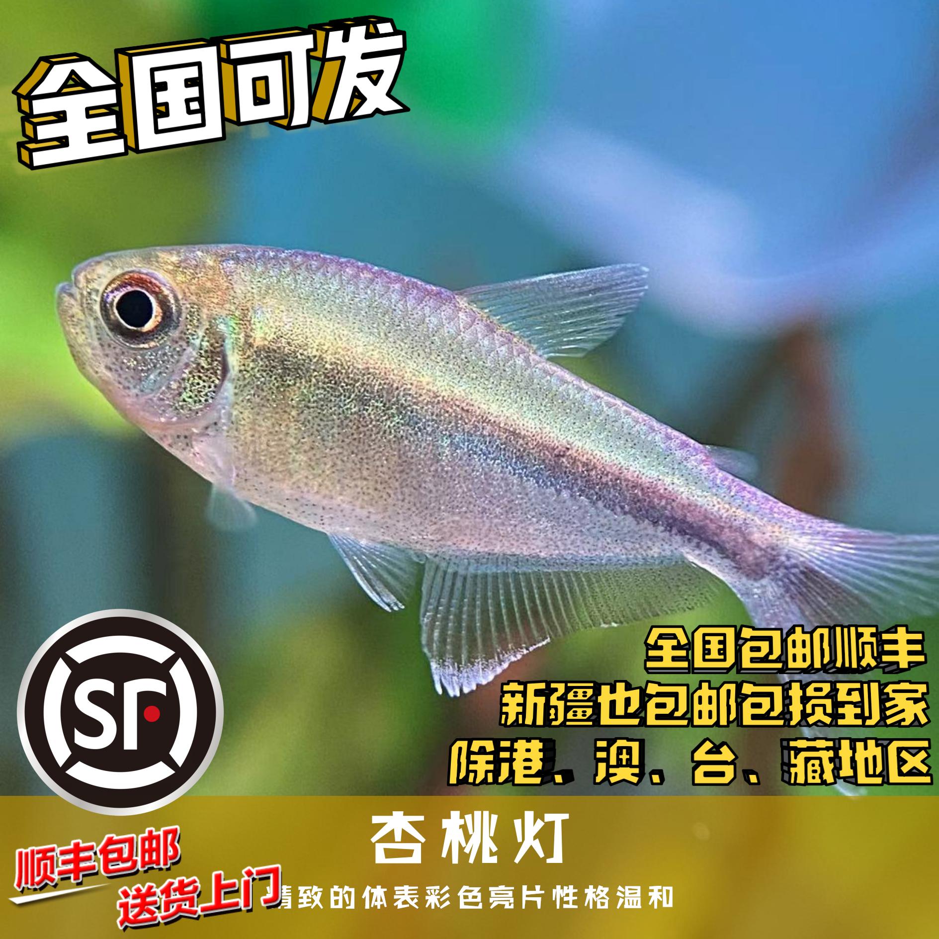 Boo小鱼 杏桃灯小型灯科鱼热带鱼南美鱼草缸淡水鱼