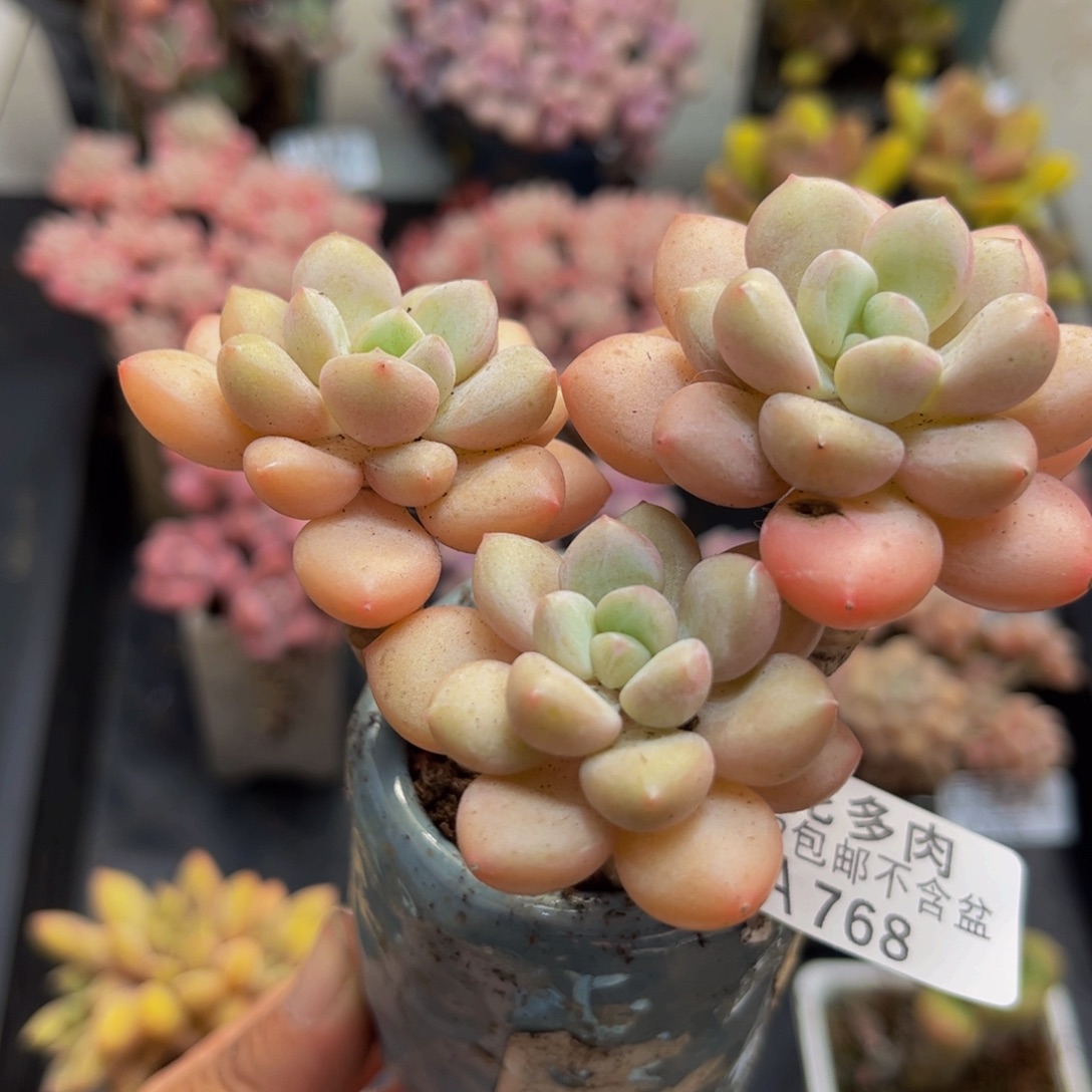 768泡泡糖8cm多肉