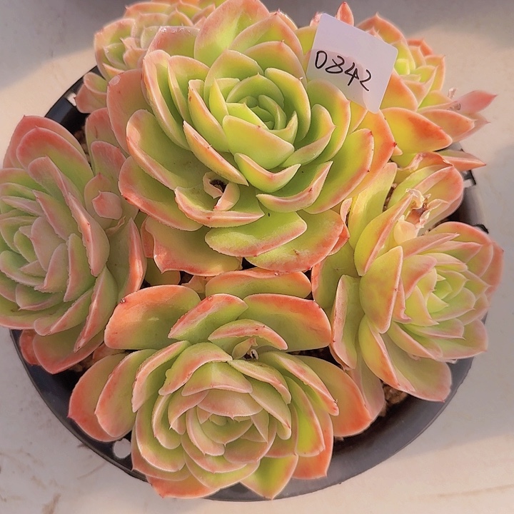 0842星那塔多肉植物