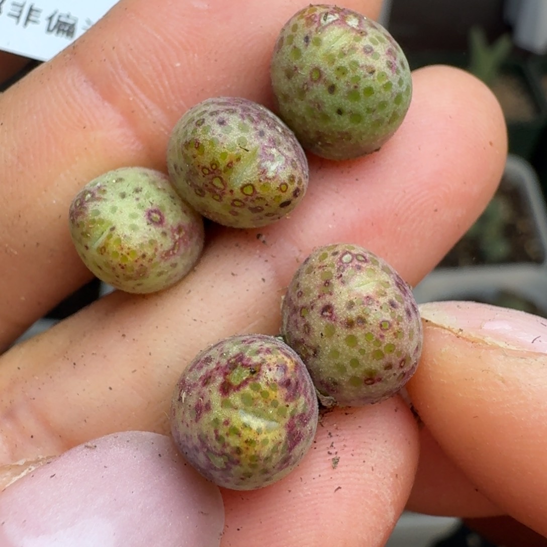 25-148五颗斑马955d