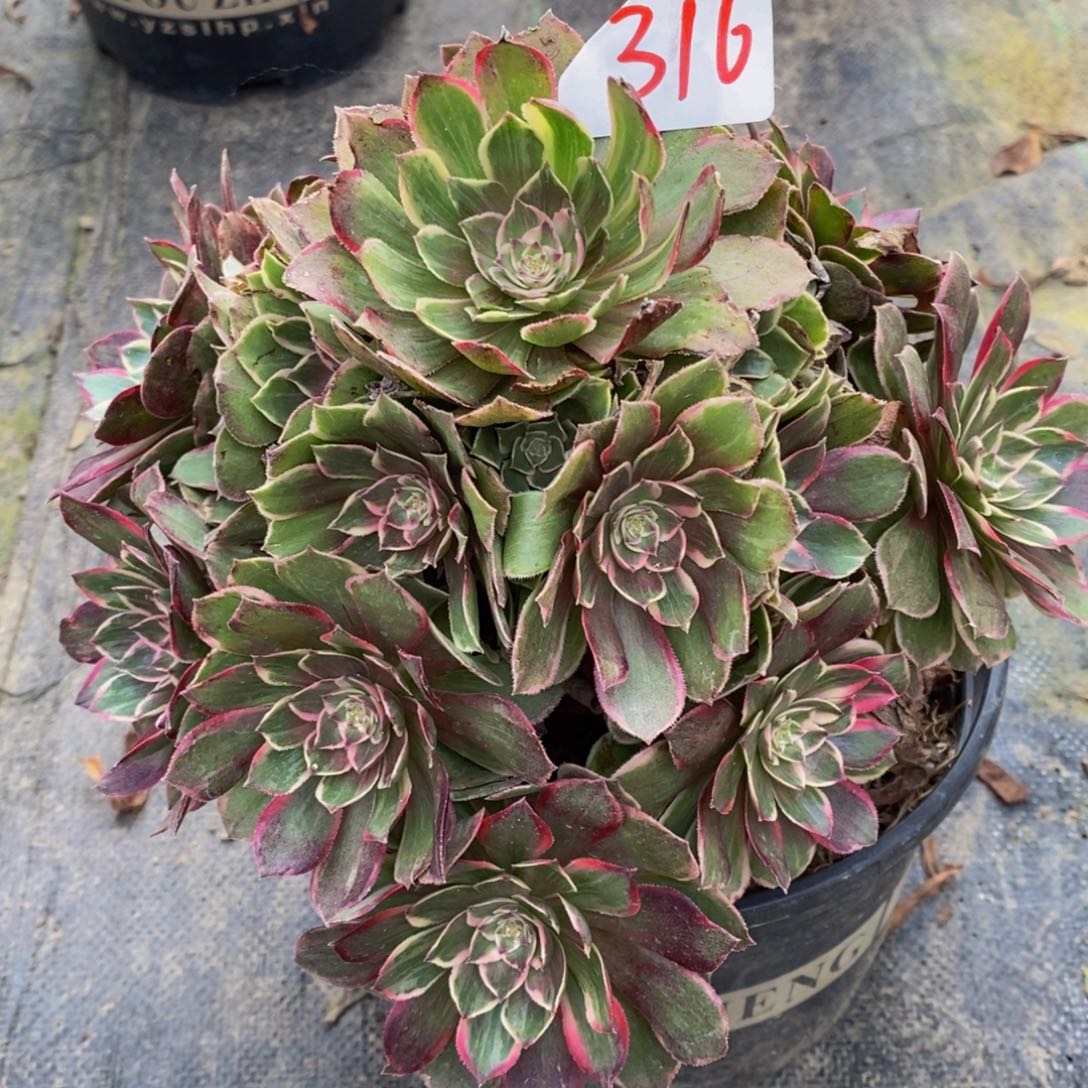 寒**雪316号莲花座法师多肉