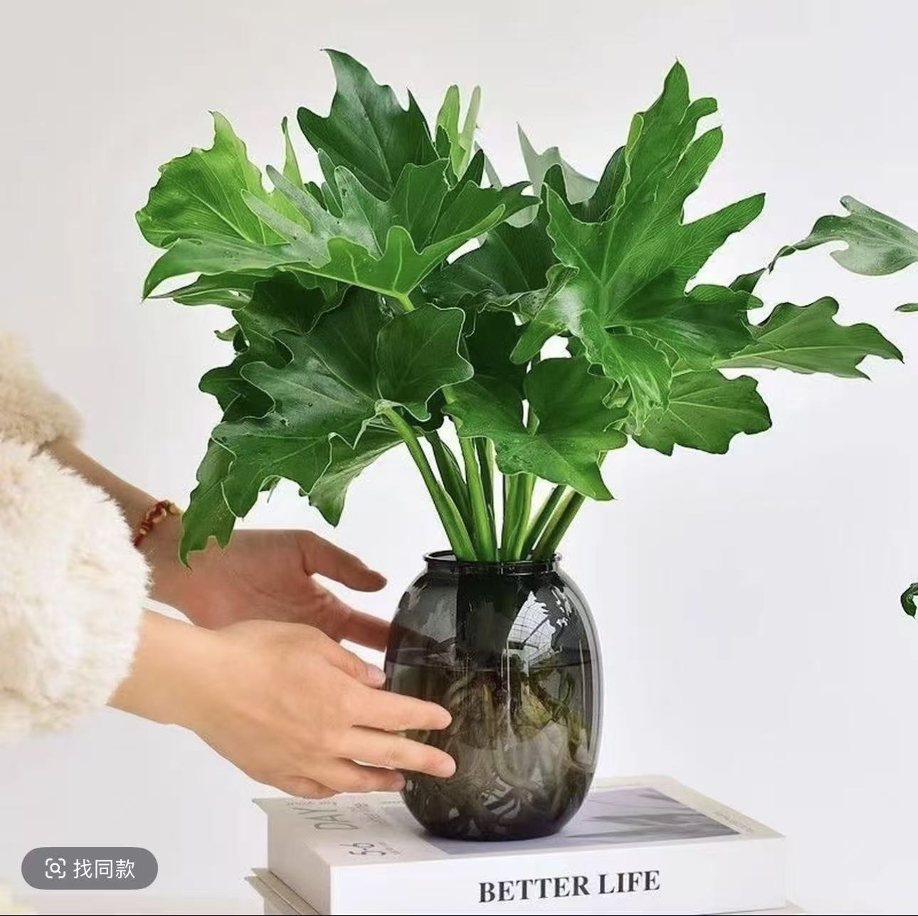 FS水培春羽绿植盆栽室内桌面摆设四季常绿好养护可净化空气