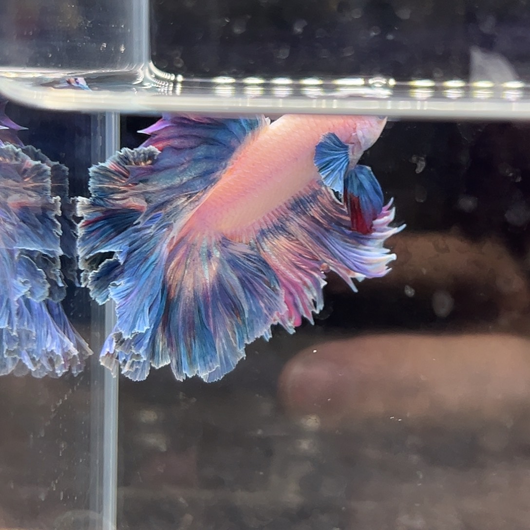 斗鱼12号大尺寸粉蓝色花束