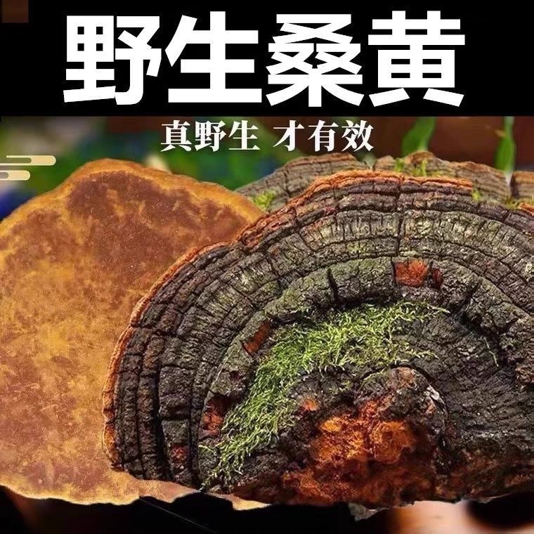 长白山霜降桑黄 源自长白山的好货