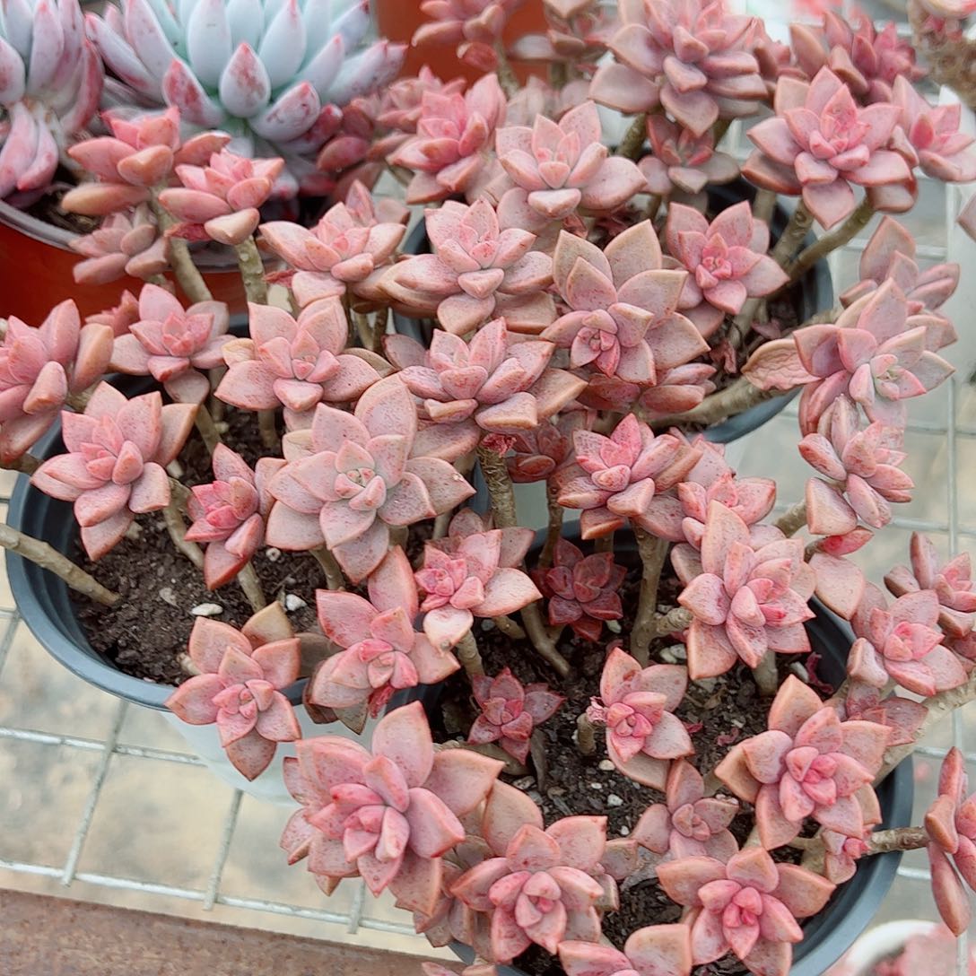 姬胧月散装带盆土精品二盆