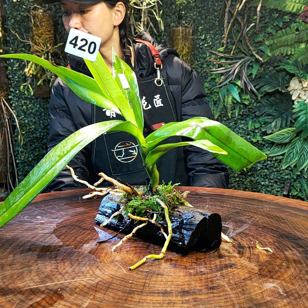 【闪购商品】420无名兰花