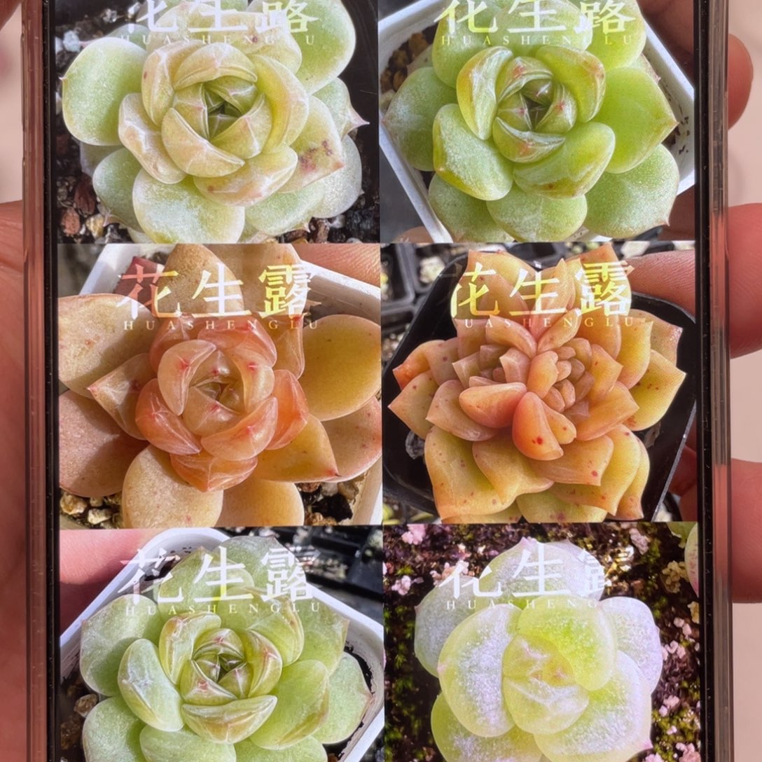 花生露20粒，原价32.8多个体有黑紫心