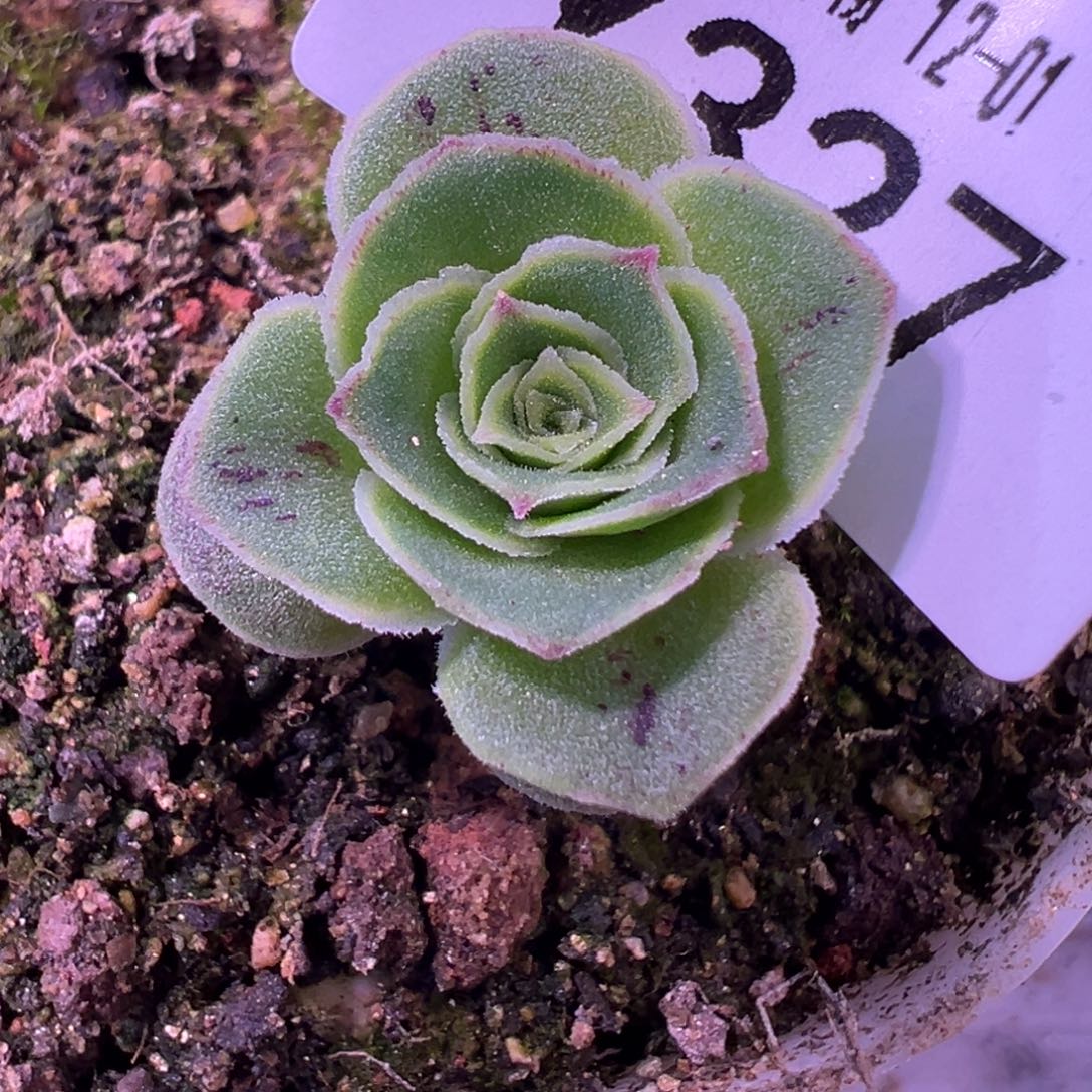 杨327 柠月玫瑰   