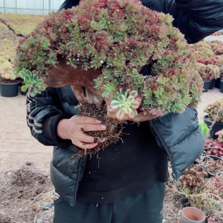 超大女郎醉话52号多肉法师