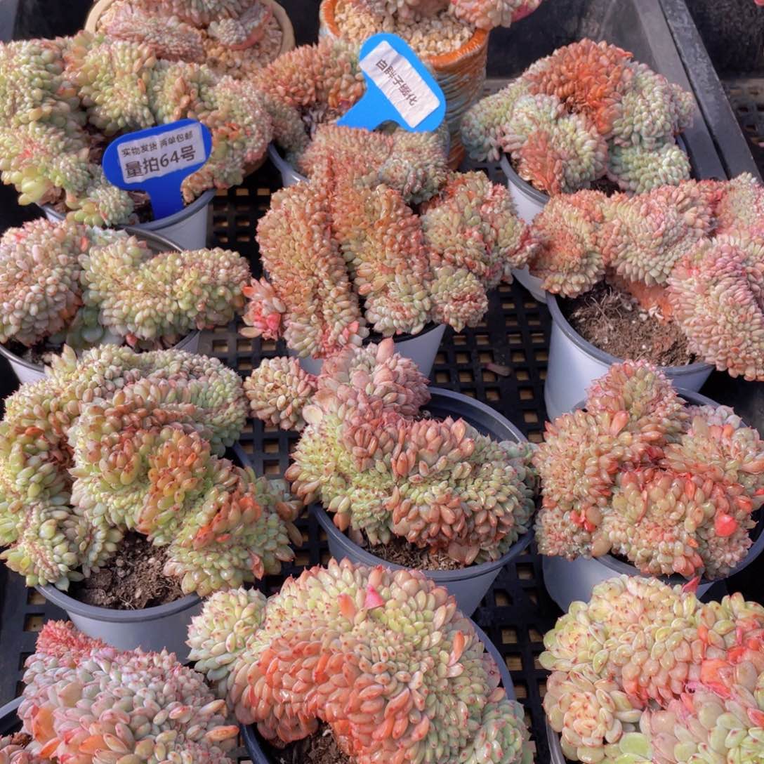 量拍64号 白胖子缀化一个