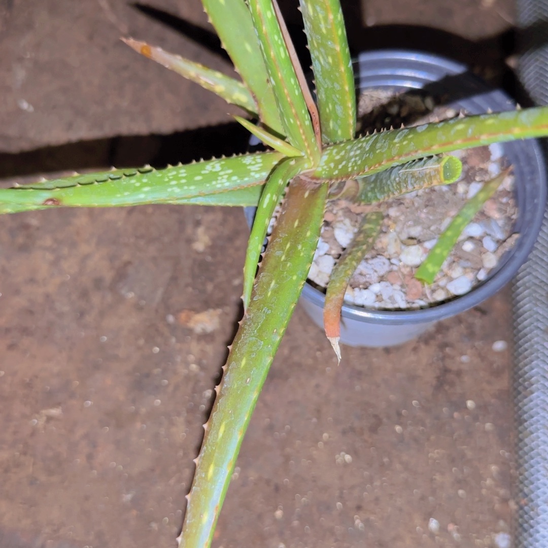 搓****块根植物块根植物