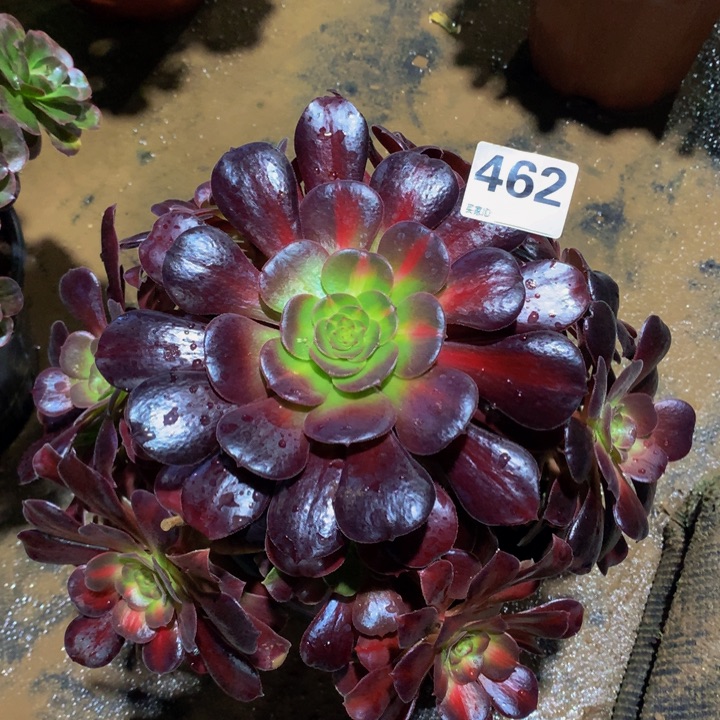 1***Q无花朵花娜4620000000