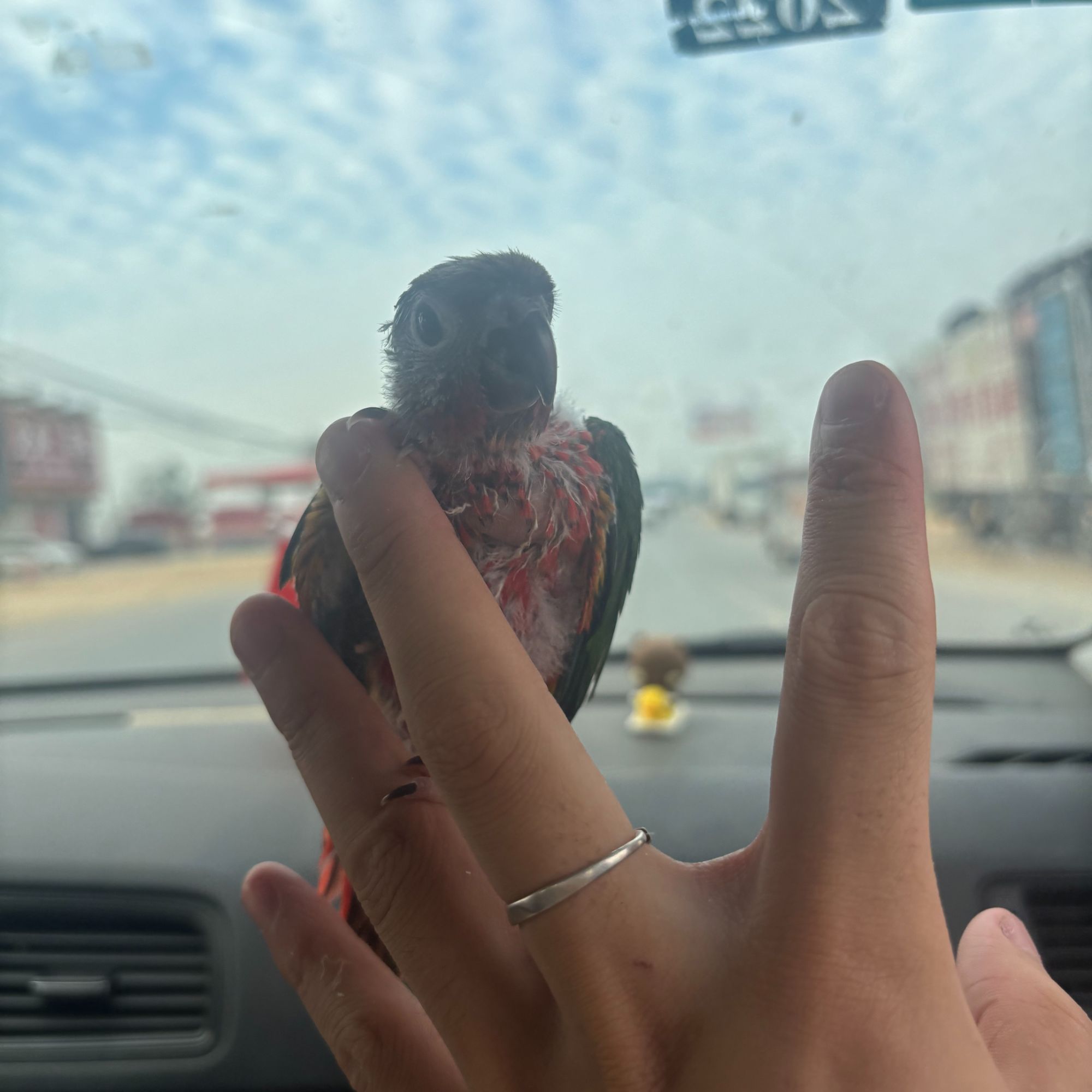 手养亲人可学舌观赏鹦鹉宠物活体幼鸟