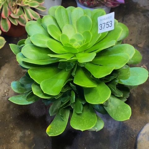 绿羊绒多肉植物3753