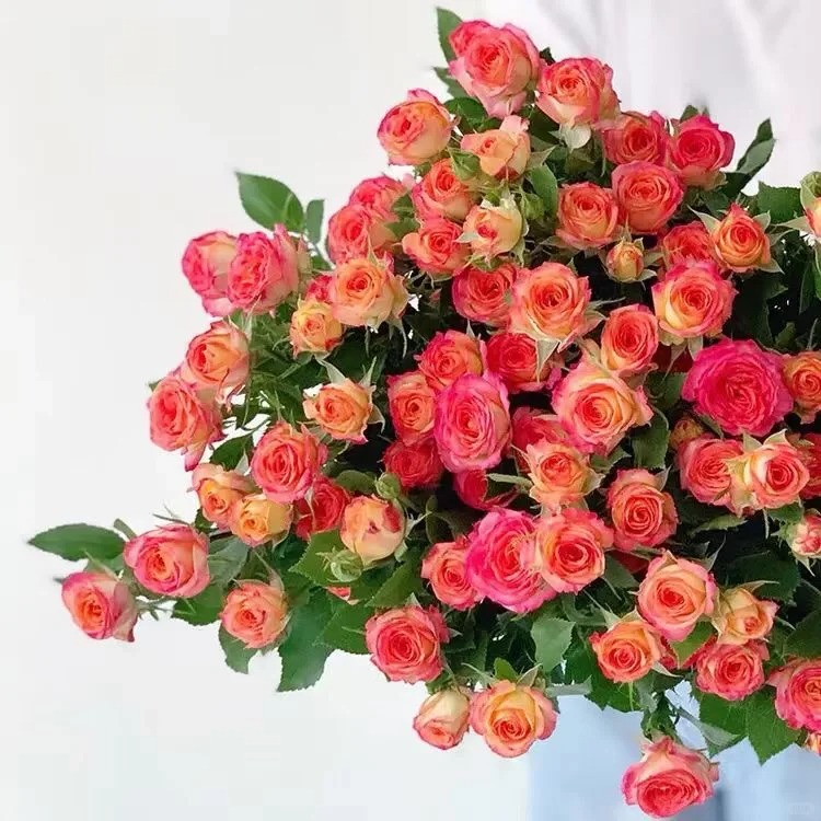 【多头爱丽丝玫瑰】云南直发玫瑰鲜花两单京东冷链包邮