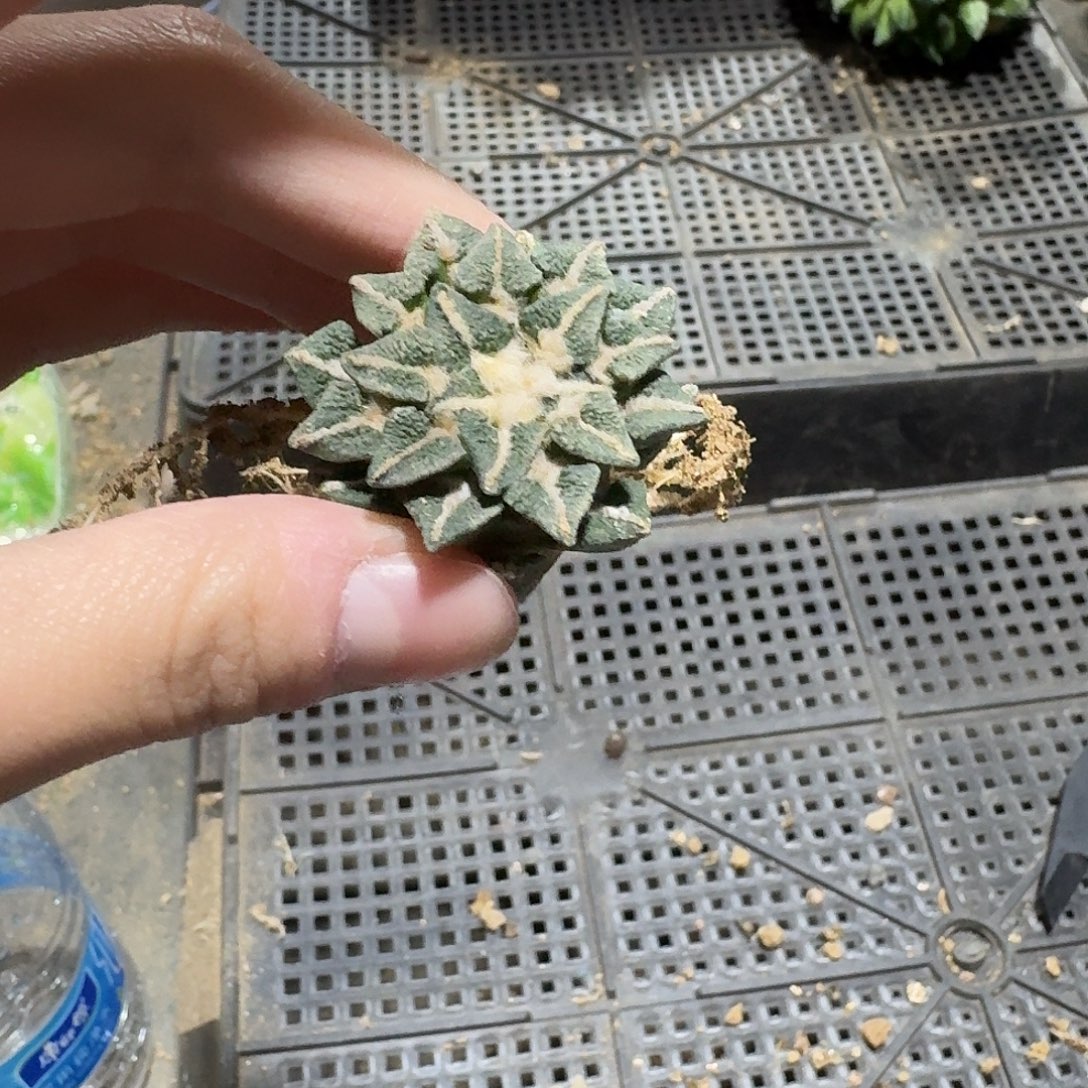 048号黑牡丹萝卜根