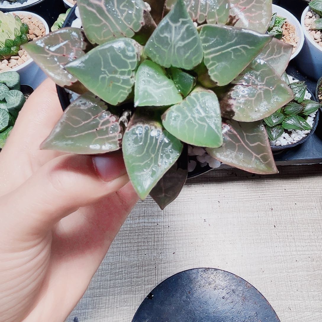 火凤凰克多肉植物6666