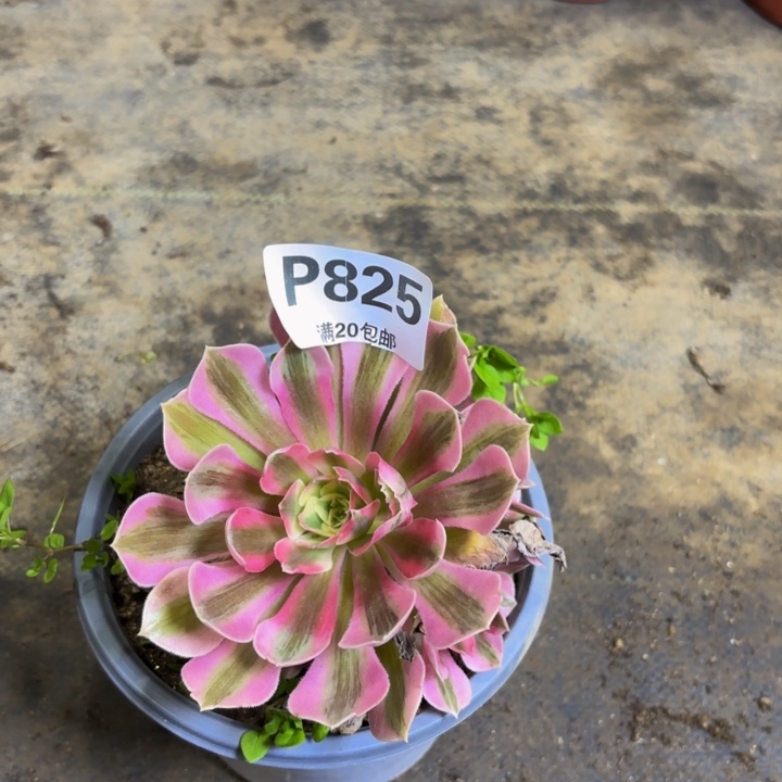瑞妈多肉植物825，，，