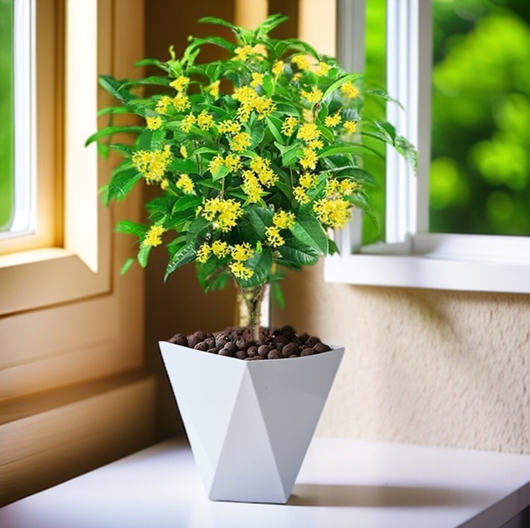 四季桂花盆栽高40CM左右开花有香味室内外易活庭院地栽送白盆