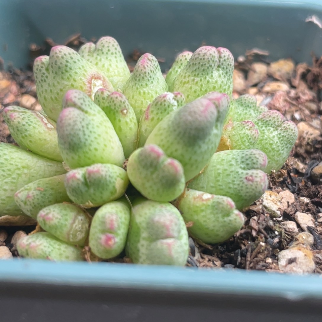 草莓斑马植物一物一拍