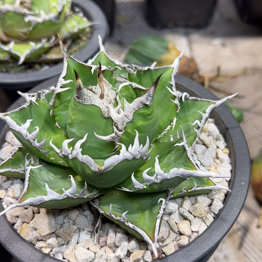 a***s海王龙舌兰仁王冠