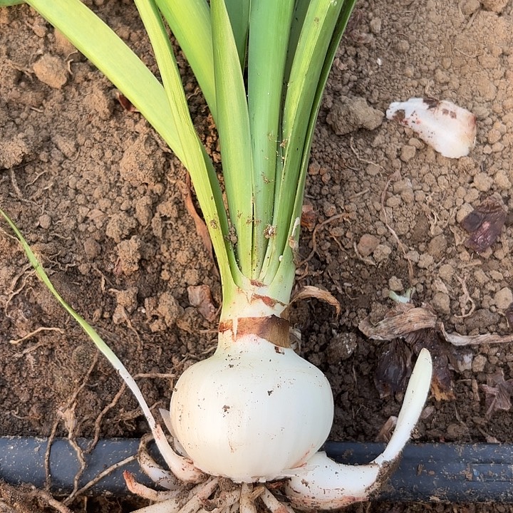 无花朵迪卡帝国包对版5-6