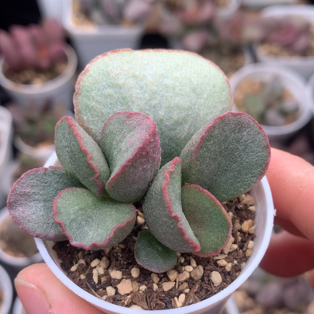 78号磨砂蛋双头大苗