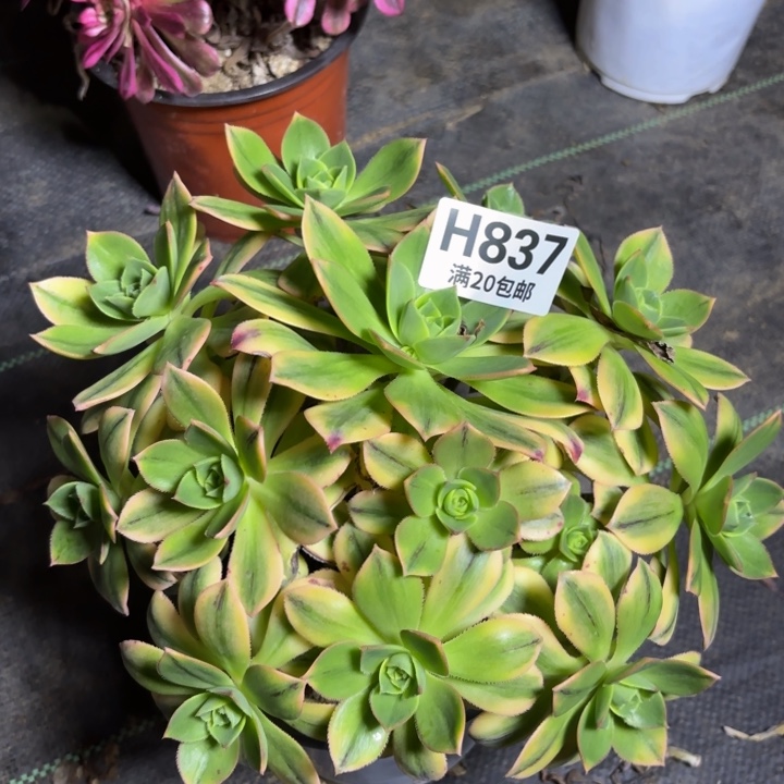 瑞妈多肉园艺837