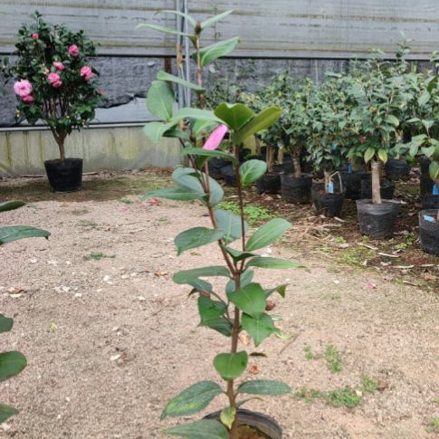 全部花苞超级黑贝