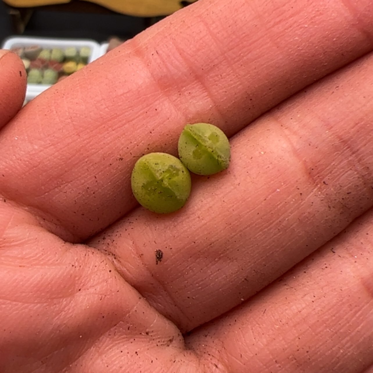 【闪购商品】飘*~0000000020