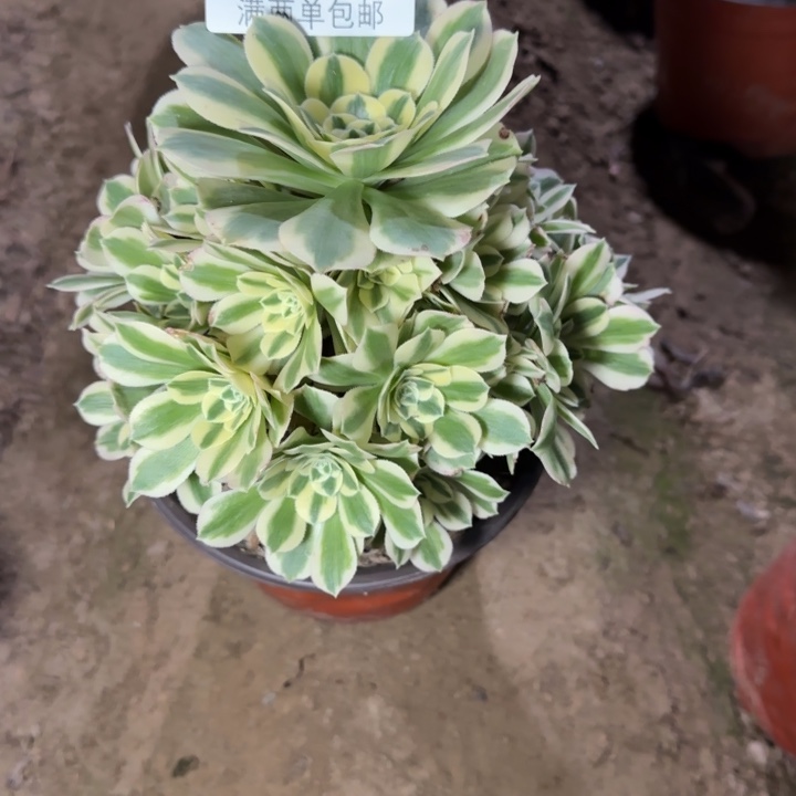 8799迈巴赫的日子