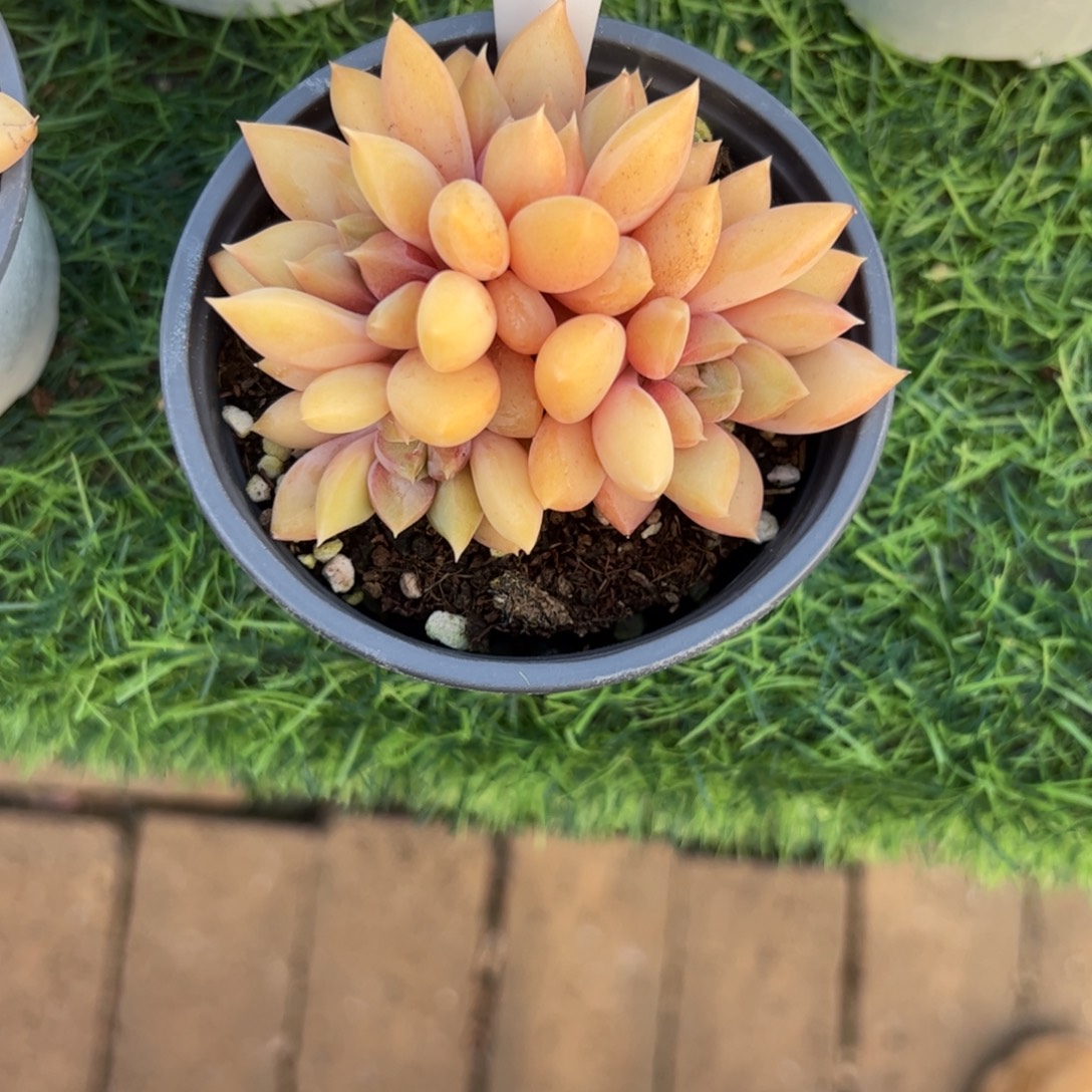 红象牙多肉植物保护