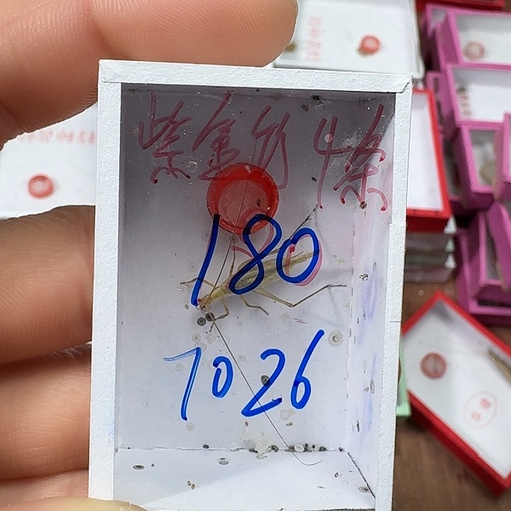 无***…蟋蟀222222222222222222222222